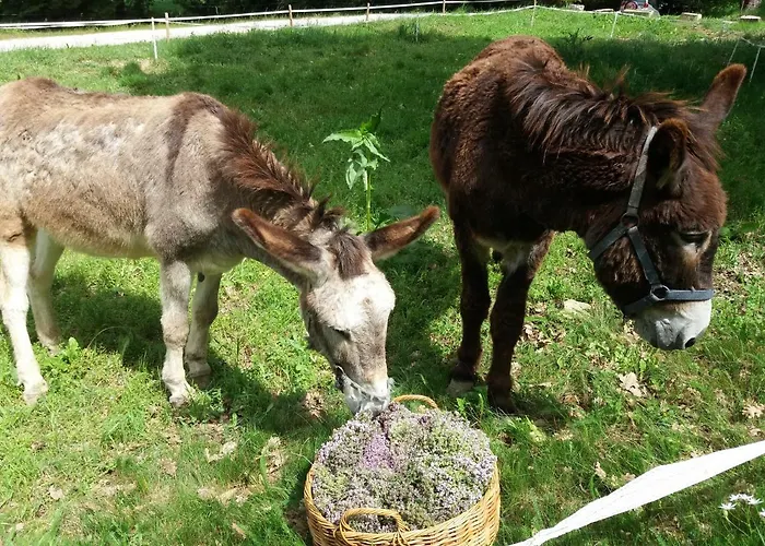 Le Cote D'elle Niozelles